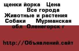 щенки йорка › Цена ­ 15 000 - Все города Животные и растения » Собаки   . Мурманская обл.,Оленегорск г.